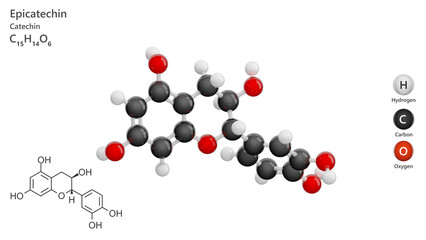 Molecule: Epicatechin. Antioxidant. Molecular structure. Formula: C15H14O6. Chemical model: Ball and stick. White background. 3D illustration.