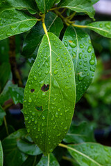  Close-up of vibrant green avocado leaves covered in raindrops. The leaves display characteristic...