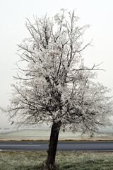 Austria, Winter Landscape with Tree