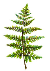 Watercolor Fern leaf isolated image in bold green