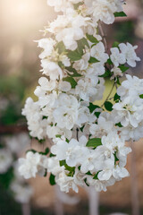 spring blooming branch close-up