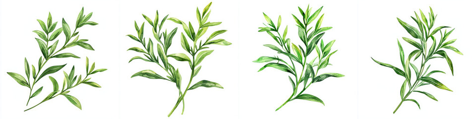 Fototapeta premium Fresh tarragon sprigs illustrated in various styles, showcasing vibrant green leaves