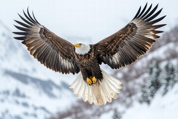Obraz premium Eagle soars majestically across a winter sky with expansive wingspan