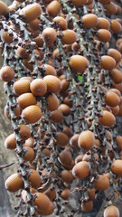 Vertical image of Brown Buriti fruit hanging from Mauritia flexuosa, known as the moriche palm, ité palm, ita, buriti, muriti, miriti, canangucho, acho, or aguaje, is a palm tree. It grows in and near