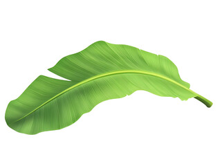 Banana leaf transparent illustration