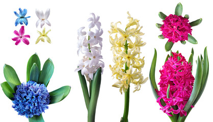 Spring flowers isolated on white background. Collage of Hyacinth flowers in yellow, pink, blue, and white,  on white background. Isolated white blossoms.