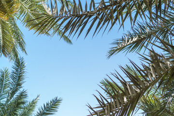 Naklejka premium Islamic background. Sky and palm trees against the background of beautiful date palms in the sacred Garden of Salman al-Farisi in radiant Medina. Place for text.