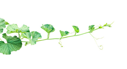 Go to Page
|12345...17Next
branch of a plant, green gourd plant vine isolated, a green plant with leaves on it, a gourd plant with green leaves on a transparent background, green leaves, ,green sprout