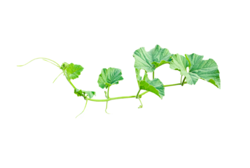 bunch of green leaves, branch of a plant, green gourd plant vine isolated, a green plant with leaves on it, a gourd plant with green leaves on a transparent background, green leaves, ,green sprout, iv