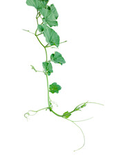 Go to Page
|12345...17Next
a gourd vine with green leaves and leaves on it, a gourd plant branch...