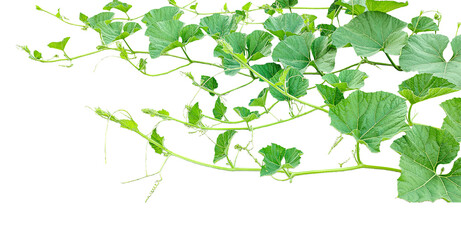 green leaves isolated, a gourd vine with green leaves isolated on png background, ,branch of a tree, a plant bush with green leaves on it, a gourd plant with green leaves on a transparent background, © DesignerSaidur