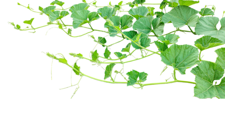 green leaves isolated, a gourd vine with green leaves isolated on png background, ,branch of a tree, a plant bush with green leaves on it, a gourd plant with green leaves on a transparent background,