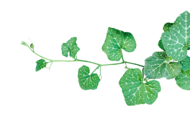 leaves isolated, a green plant of pumpkin with leaves and branch, a green pumpkin leaves leaves on transparent background, close up photograph of pumpkin leave vine, leaves isolated