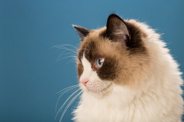 Studio portrait of a domestic Ragdoll cat