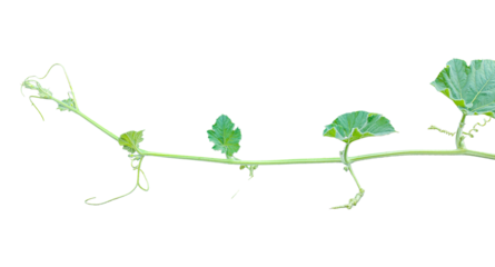plant isolated, branch of a plant, green gourd plant vine isolated, a green plant with leaves on it, a gourd plant with green leaves on a transparent background, green leaves, ,green sprout, ivy leave