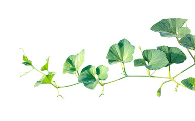 branch of a plant, green gourd plant vine isolated, a green plant with leaves on it, a gourd plant with green leaves on a transparent background, green leaves, ,green sprout, ivy leaves isolated © DesignerSaidur