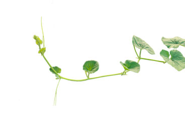 branch of a plant, green gourd plant vine isolated, a green plant with leaves on it, a gourd plant with green leaves on a transparent background, green leaves, ,green sprout, ivy leaves isolated