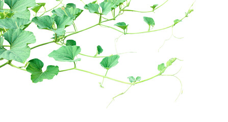vine leaves isolated, a plant bush with green leaves on it, a gourd plant with green leaves on a transparent background, a gourd vine with green leaves isolated on png,