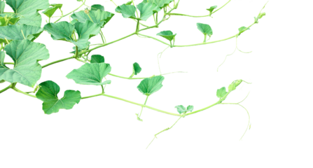 vine leaves isolated, a plant bush with green leaves on it, a gourd plant with green leaves on a transparent background, a gourd vine with green leaves isolated on png,