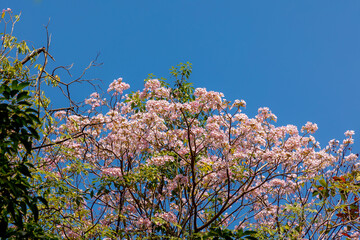 Selective focus white pink flowers on the tree with green leaves, Tabebuia rosea commonly known as pink poui and rosy trumpet tree is a neotropical tree, Bignoniaceae family, Nature floral background.