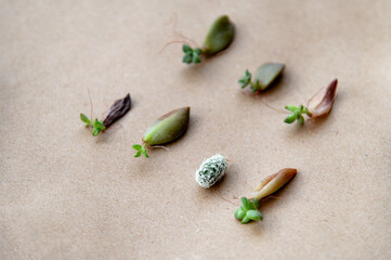 Nature's delicate gems arranged on a smooth brown surface creating a serene moment of growth and beauty