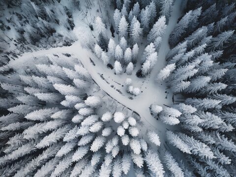 Winter background: Viewed from Above to a Snow-Covered Forest in Winter Wonderland