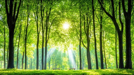 Sunlit park path, green trees, two benches, tranquil morning scene, nature wallpaper