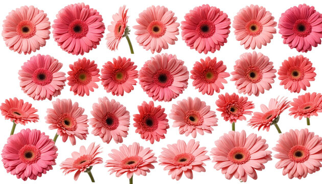 Set of pink gerbera daises png