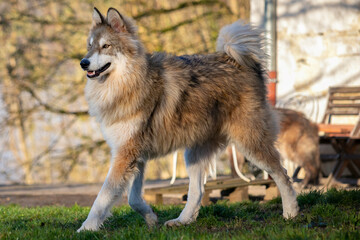 a husky with a big fur