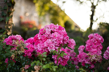 Obraz premium close up of a roser flower bush