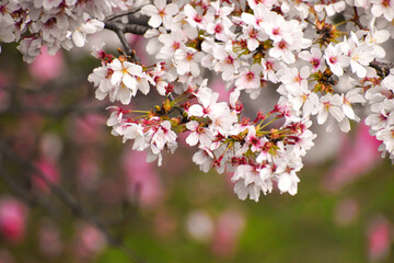 桜満開、色とりどりな春の風景