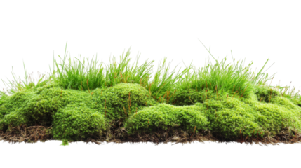 Vibrant green moss with patches of grass growing, isolated on transparent background