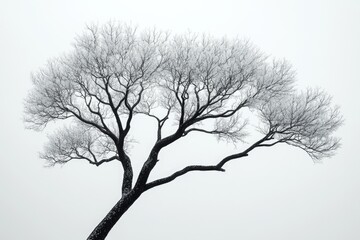 A black and white photograph of a tree standing tall in a snowy landscape © Vii