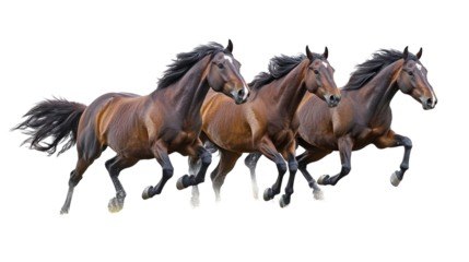 Wild horses running, isolated on transparent background