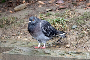 Pigeon sitting on the curb