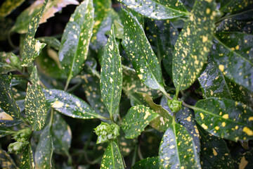 Green leaves of a plant
