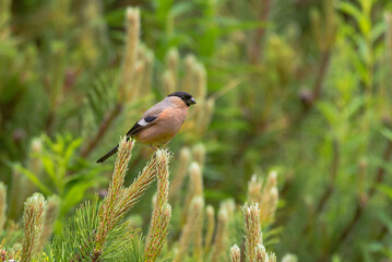 Female Eurasian Bullfinch perched on mountain pine
