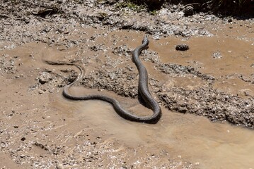 Grass snake in a puddle