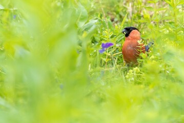 Eurasian Bullfinch male perched on mountain tree