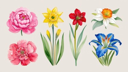 Watercolor Collection of Blooming Spring Flowers Peonies Daffodils Amaryllis and Irises