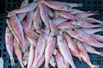 Mullus barbatus Fish Harvest from Fishing.