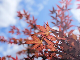 maple leaves illuminated by sunlight in the spring time of the year, the real natural foliage