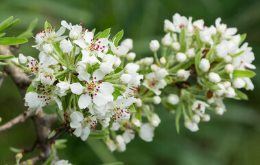 wild fruit trees and wild pear tree flowers