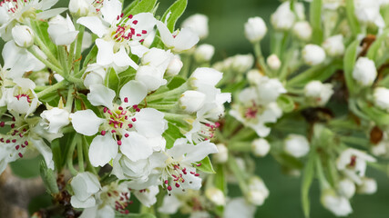 wild fruit trees and wild pear tree flowers