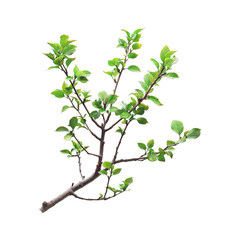 tree branch plant png