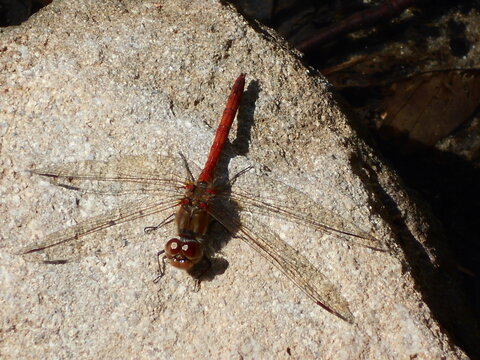 occhi di libellula