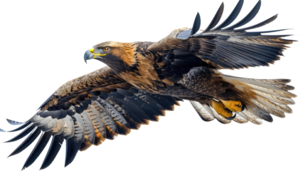 Osprey flying with a white background