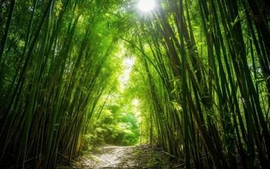 Fototapeta premium Sunlight Through Bamboo Forest