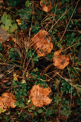 butter mushrooms in the forest in cloudy autumn