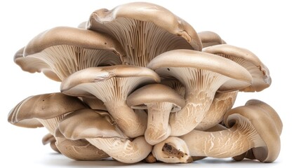 Oyster Mushrooms Isolated on White Background